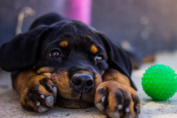Fototapeta premium Rottweiller