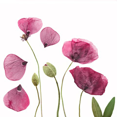 Obraz premium Wciśnięty i suszone tło kwiat maku