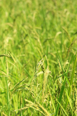 Agriculture. Close up of rice growing in a paddy field.