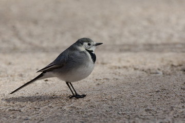 White wagtail