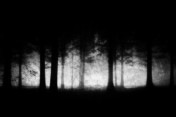 Obraz premium dark and scary forest with grungy textures