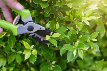 pruning green plants with pruning shears in garden