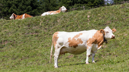 Fototapeta na wymiar Milk cow in a meadow, Austria