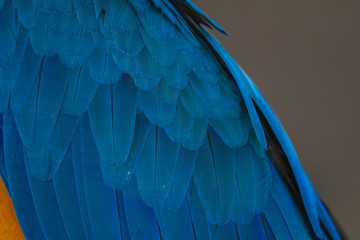 feather of Macaw, bird parrot