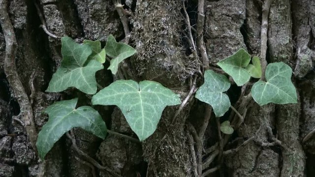 Efeu an Eichenstamm, Kletterpflanze, Rankpflanze, Adventivwurzeln, Hedera helix, Quercus, Eiche