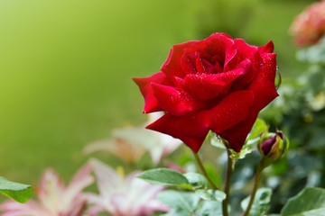 Red rose isolated on a green .