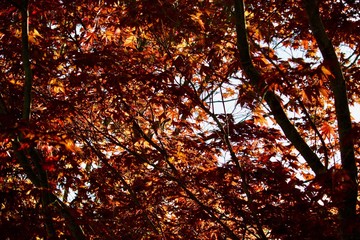 Folhas vermelhas e castanhas de carvalho no outono
