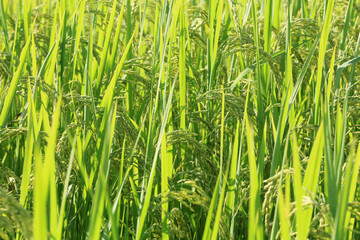 Agriculture. Close up of rice growing in a paddy field.