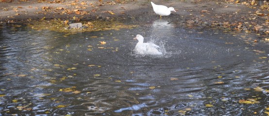 Ente