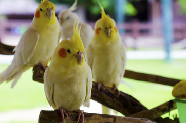 Pretty cockatoo on branch tree