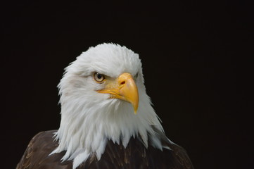 Adler