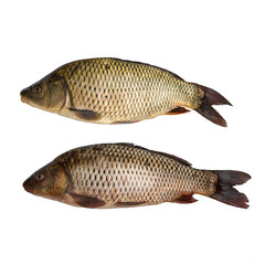 Two  whole unpeeled fish crucian carp isolated on white background. Fresh fish with scales. Freshwater fish from the lake. Life fish.