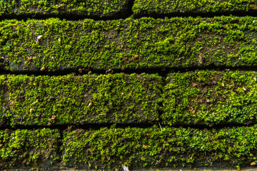 moss on old bricks