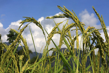 Agriculture. Close up of rice growing in a paddy field.