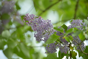 Natur
