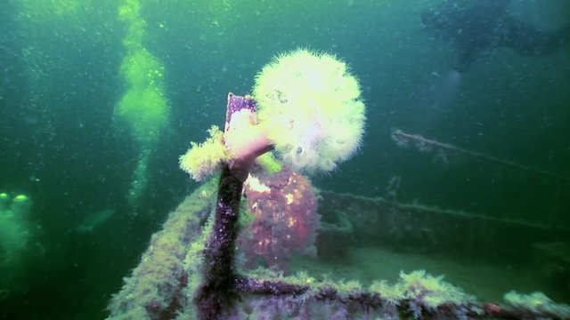 Scuba diver near rusty wreckage shipwreck on beach of White Sea Russia. Unique history place for tourism.