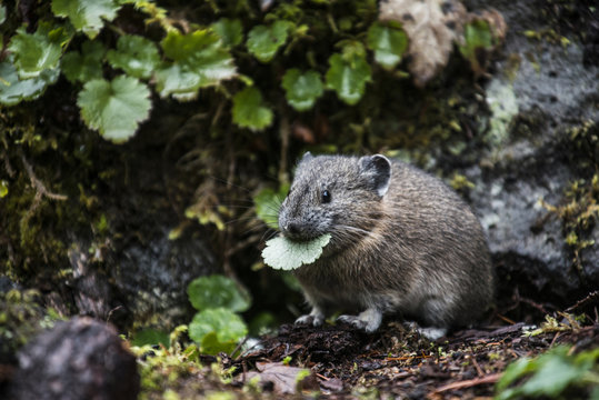 Rat eating leaf in forest