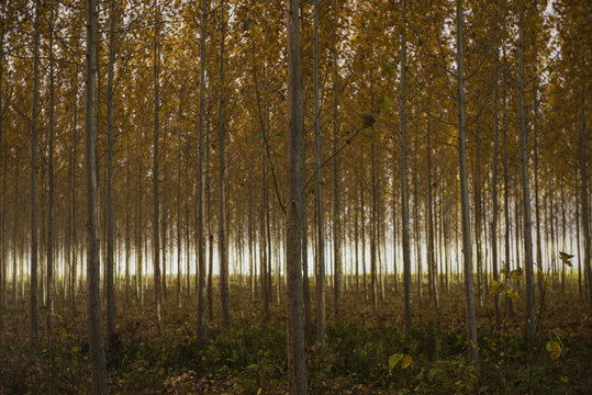 Tranquil View Of Tree Farm