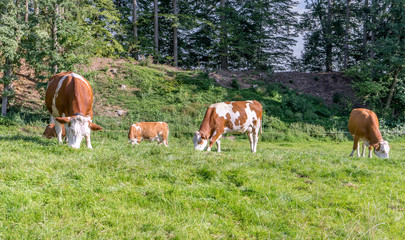 Fototapeta na wymiar dairy cows / brown-white cows on a pasture 