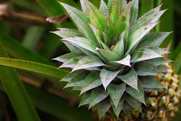Pineapple close up