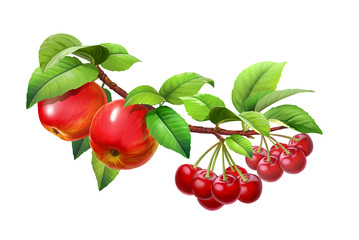 apple and cherry on a branch, isolated on white