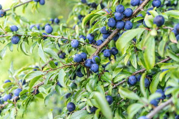 Blackthorn shrub / Blackthorn shrub with ripe fruits