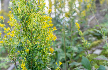 goldenrod / yellow flowering goldenrod