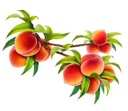 Peach On A Branch, Isolated On White