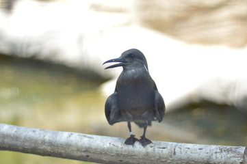 Vogel