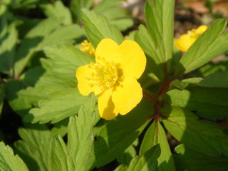 anemone ranunculoides 