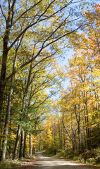 Forest Path