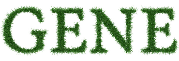 Gene - 3D rendering fresh Grass letters isolated on whhite background.