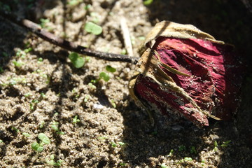 rote rose verwelkt