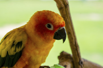 Pretty cockatoo on branch tree