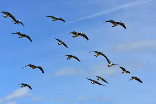 Barnacle Goose (Branta leucopsis) large flock in flight, Suomenlinna (Sveaborg)  in Helsinki