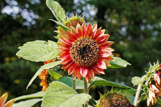Red sunflower outdoors in the garden (Annual sunflower "Floristan")