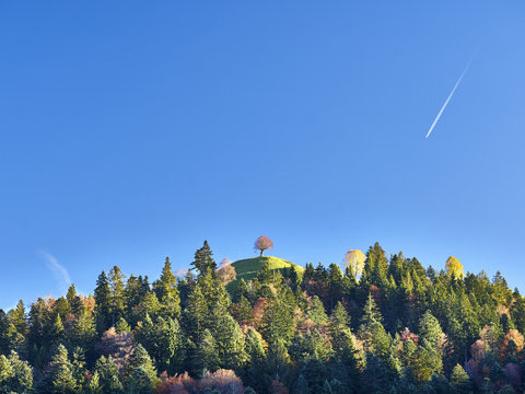 Flieger &uuml;ber bewaldetem H&uuml;gel mit gepflanzter Sommerlinde im Emmental