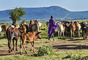 Masai Livestock & Herdsman