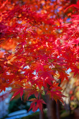 Red japanese maple leaves. Colorful Season. Japan.