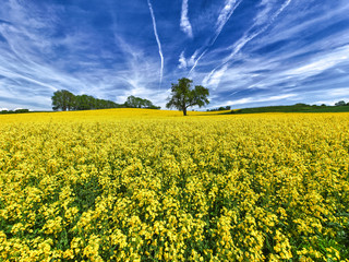 Rapsfeld bei Avenches in der Westschweiz