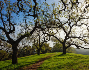 Fototapeta premium Foggy Landscape. County park. California