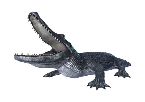 3D Rendering Alligator Caiman on White