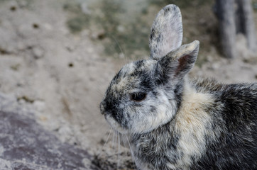 Close up shot of white and back rabbit.