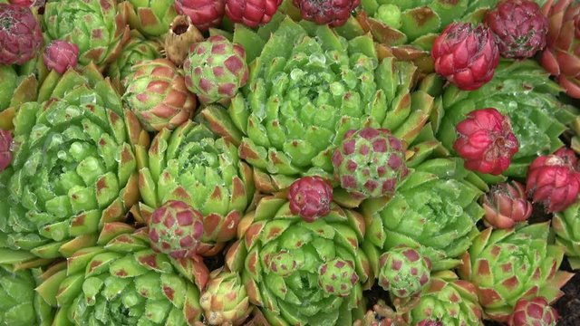 Hauswurz, Sempervivum, Blattrosette, Dachhauswurz, Wildpflanze, Gartenpflanze