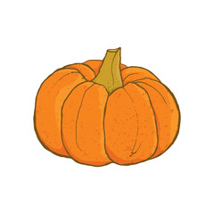 Pumpkin hand drawn vector illustration isolated on white background