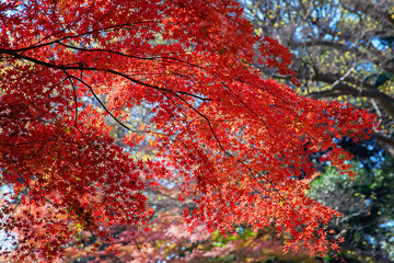 Autumn leaves in Koishikawa Korakuen Garden. Tokyo.Japan