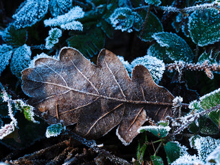 Eichenblatt auf Brombeere