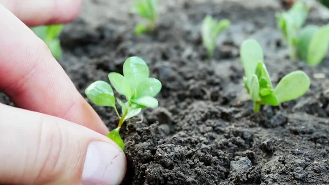Seedling and planting. Male hand planting young green plant over ground background. Male hand plants young green plant in earth