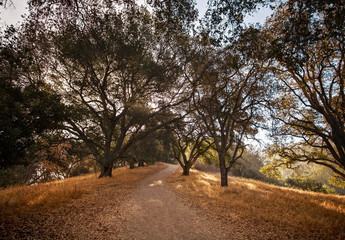 Cloudy morning in a park. California. USA.