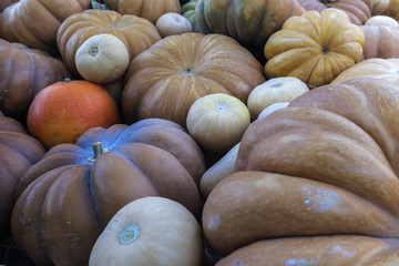 Zucche e zucchine colorate
